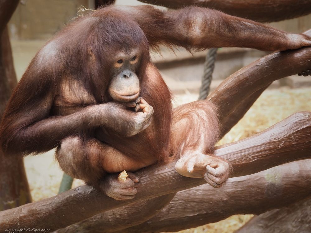 ganz in Gedanken schien dieser Orang Utan zu sein....