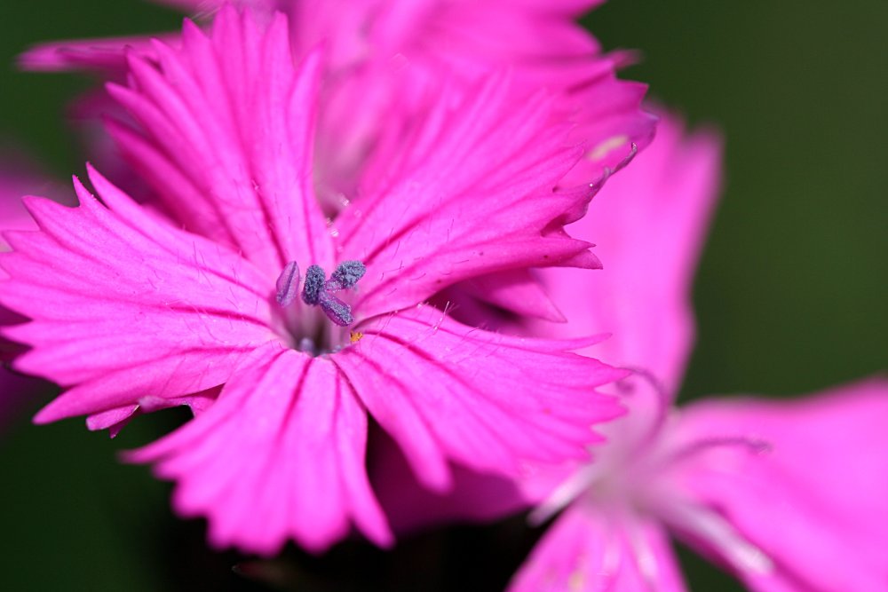 Ganz in Pink