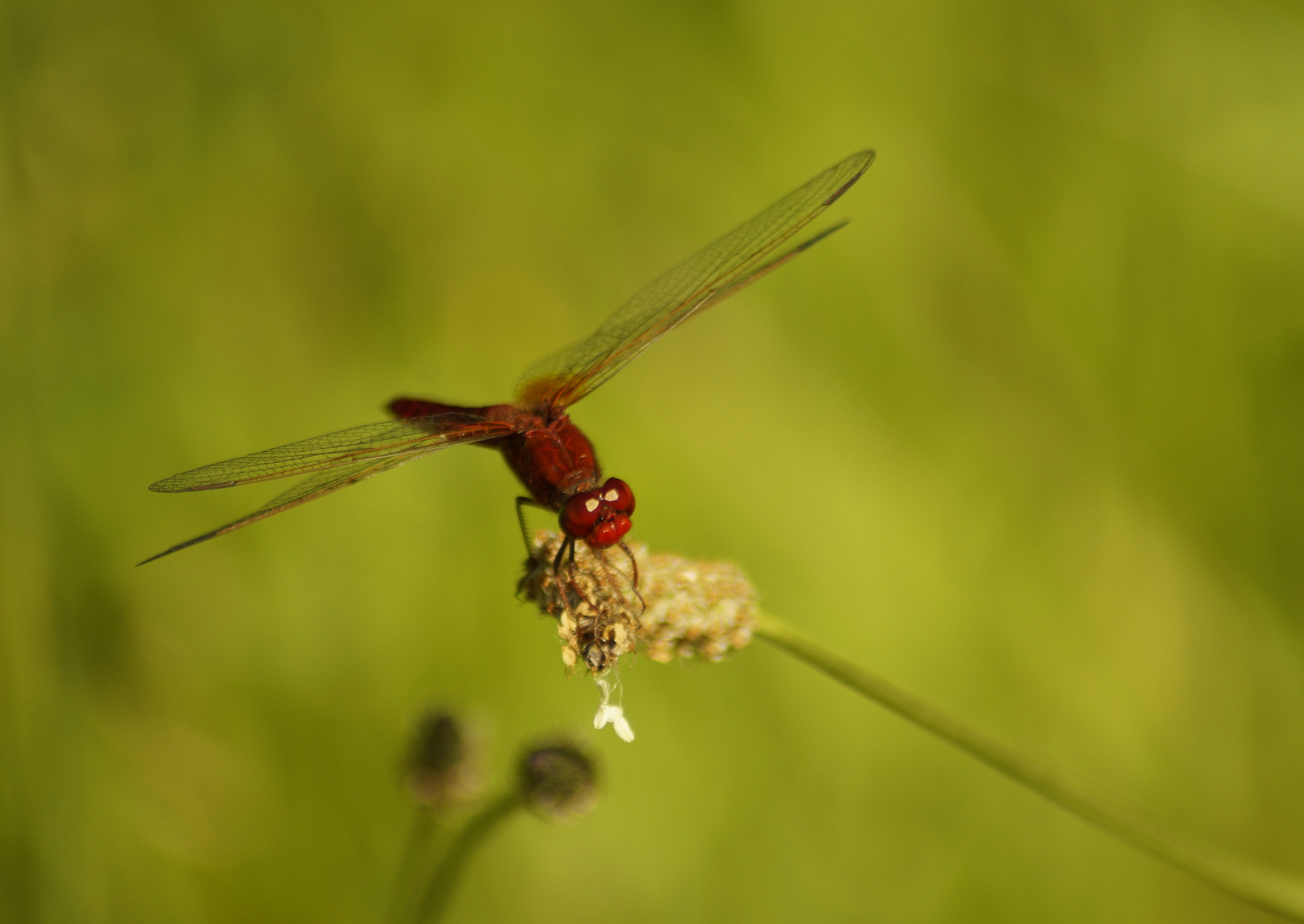 ganz in Rot