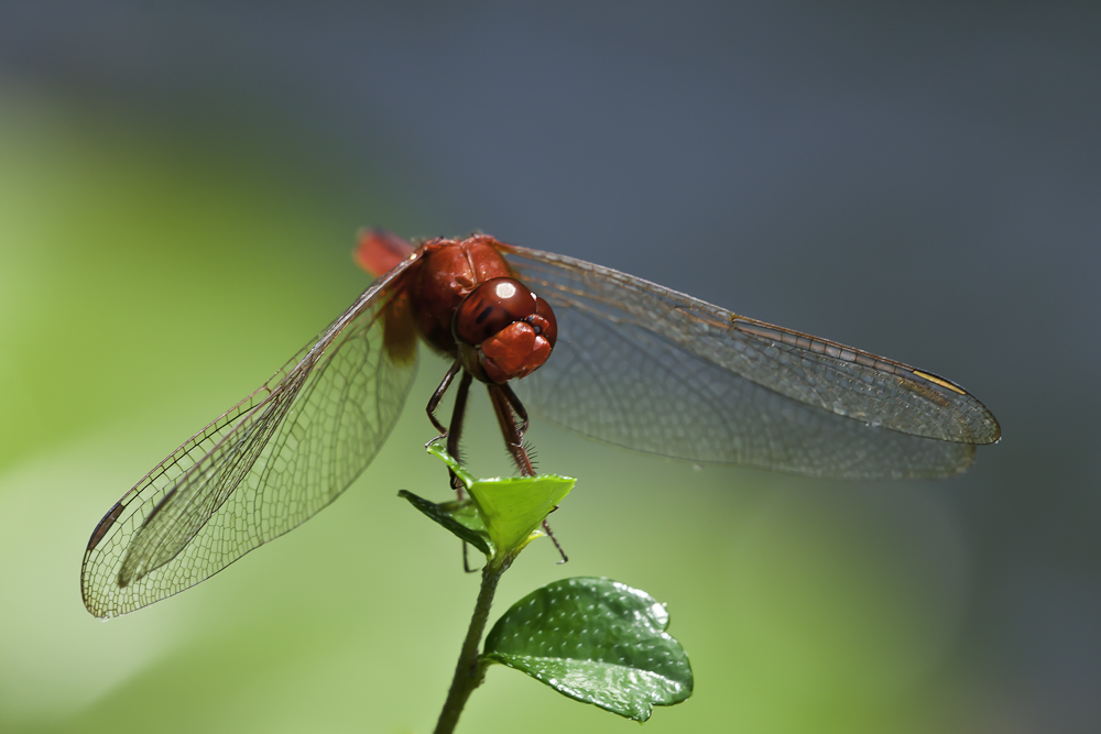 ganz in rot