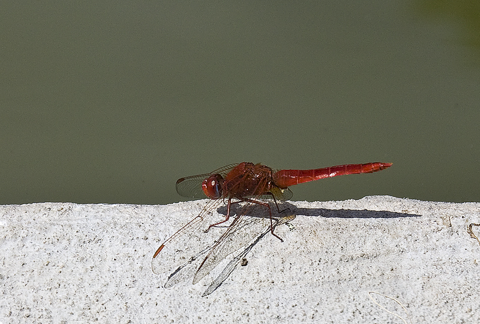 ganz in rot