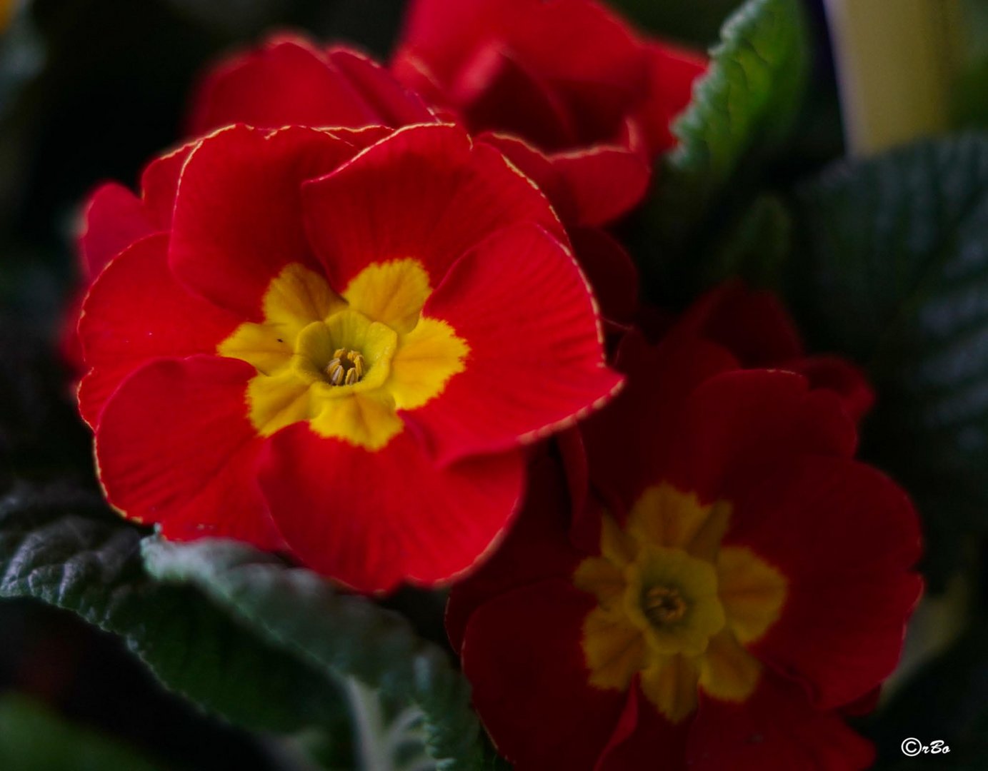 ganz in rot Foto & Bild rot, natur, frühblüher Bilder auf