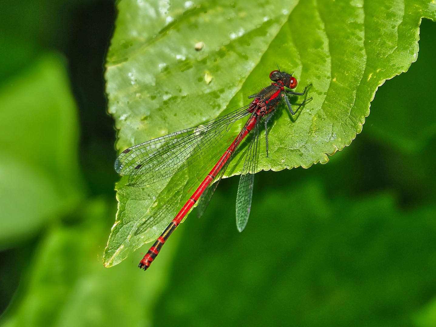 Ganz in rot