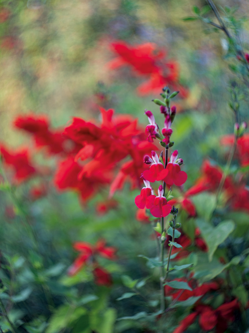 Ganz in rot.