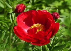 Ganz in Rot