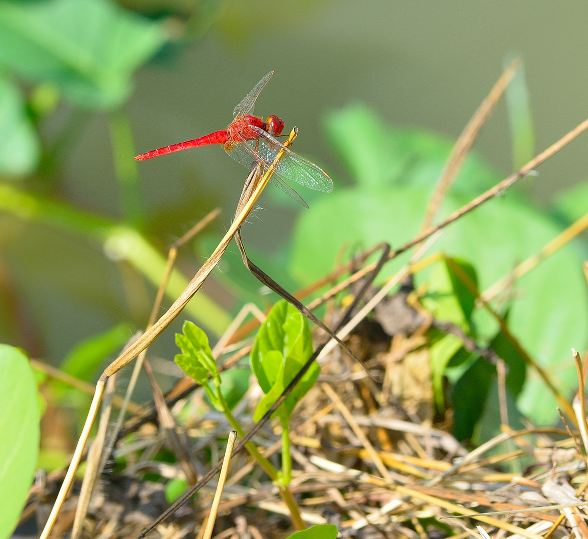 ganz in Rot