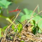 ganz in Rot