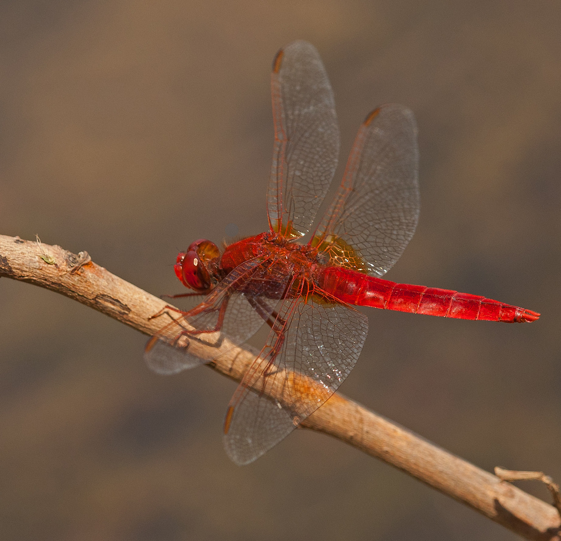 ganz in rot