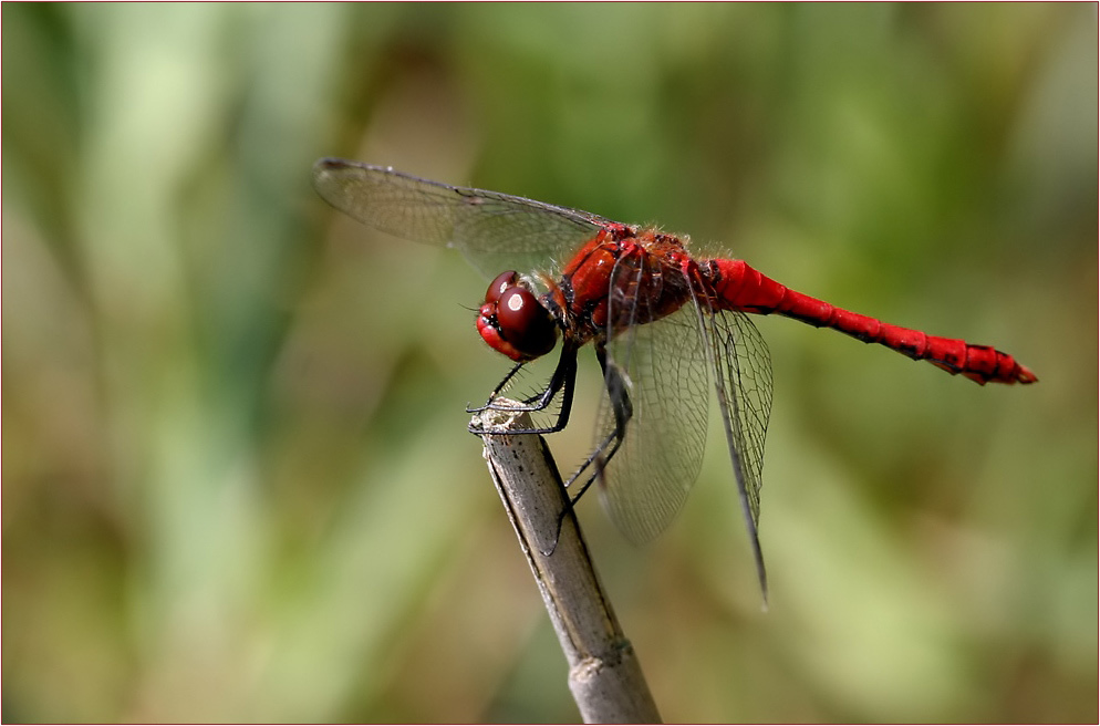 ..ganz in Rot