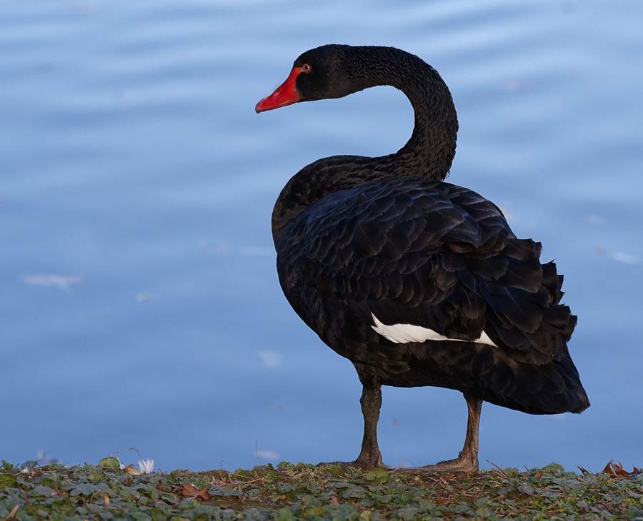 ganz in schwarz