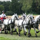 " Ganz in Weiß "