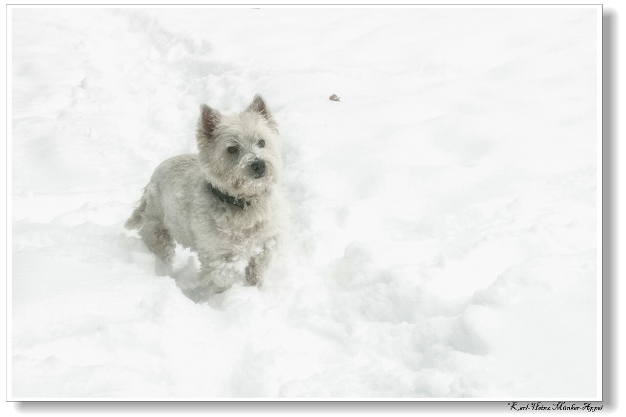 Ganz in Weiss