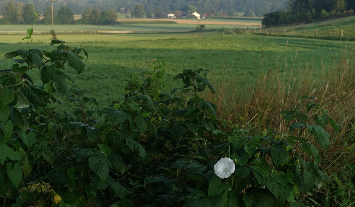 Ganz in Weiß