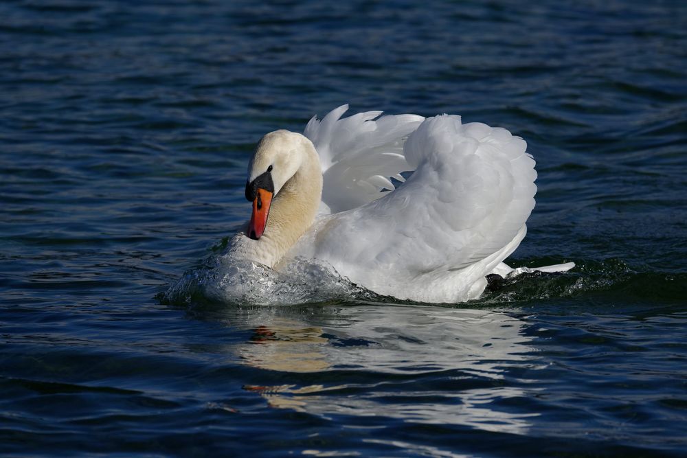 Ganz in weiss