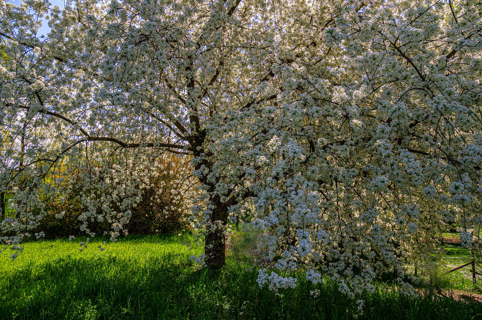 Ganz in Weiss