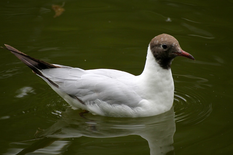 Ganz in weiss