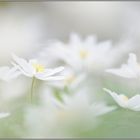 ganz in weiß... Buschwindröschen *Anemone nemorosa*