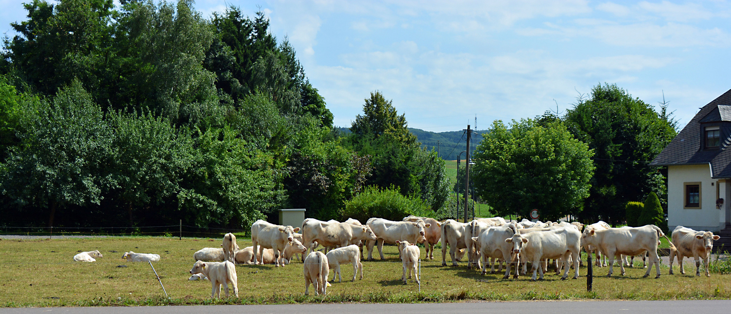 Ganz in Weiss