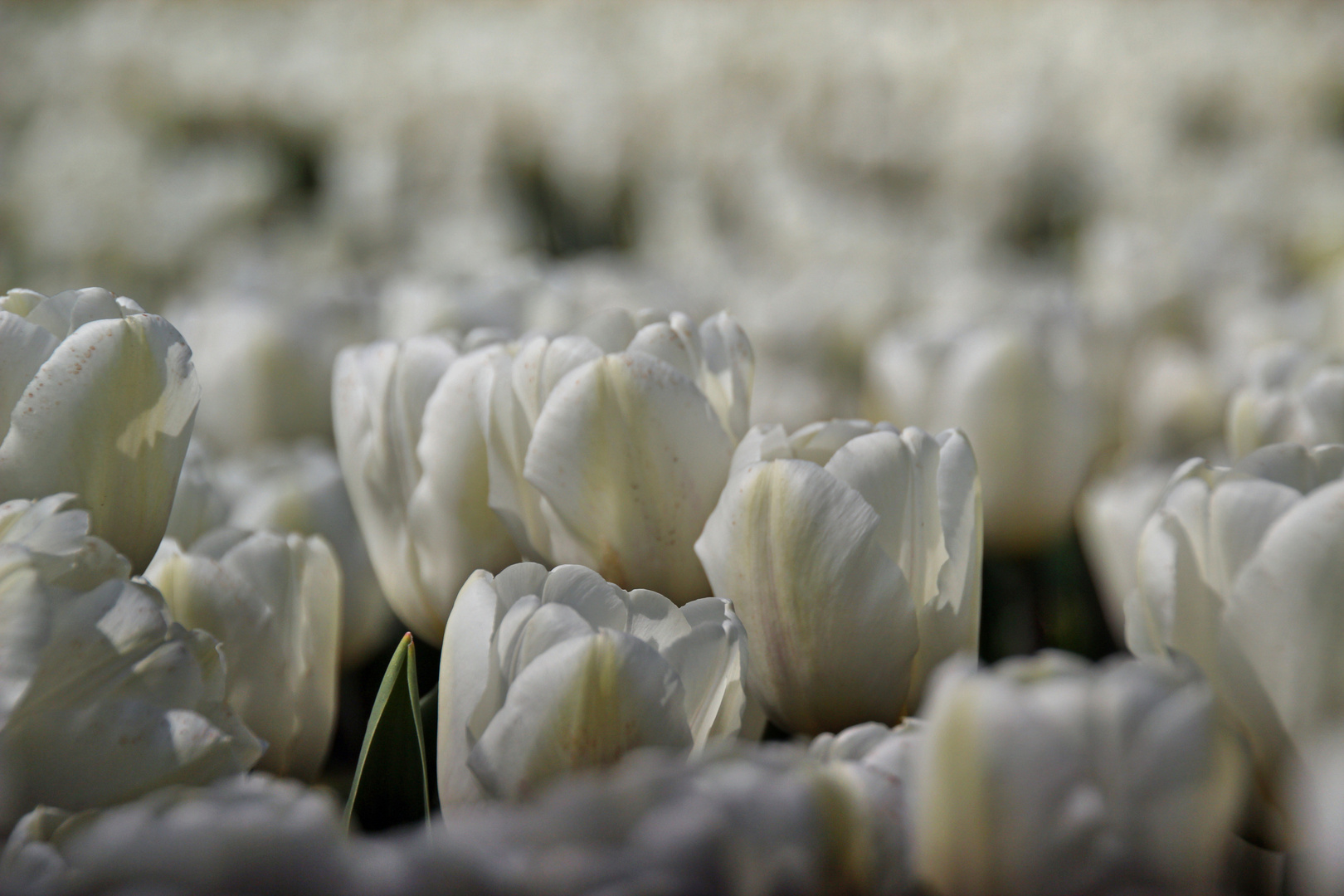 ganz in weiß für einen Blumenstrauß