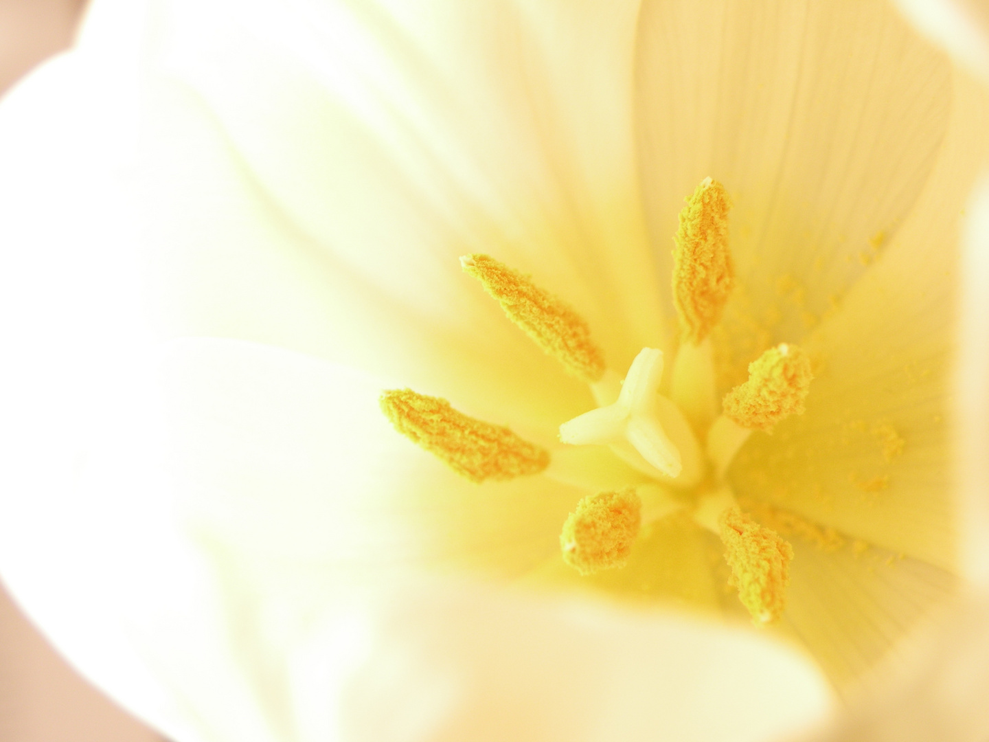 ganz in weiß mit einem Blumenstrauß...