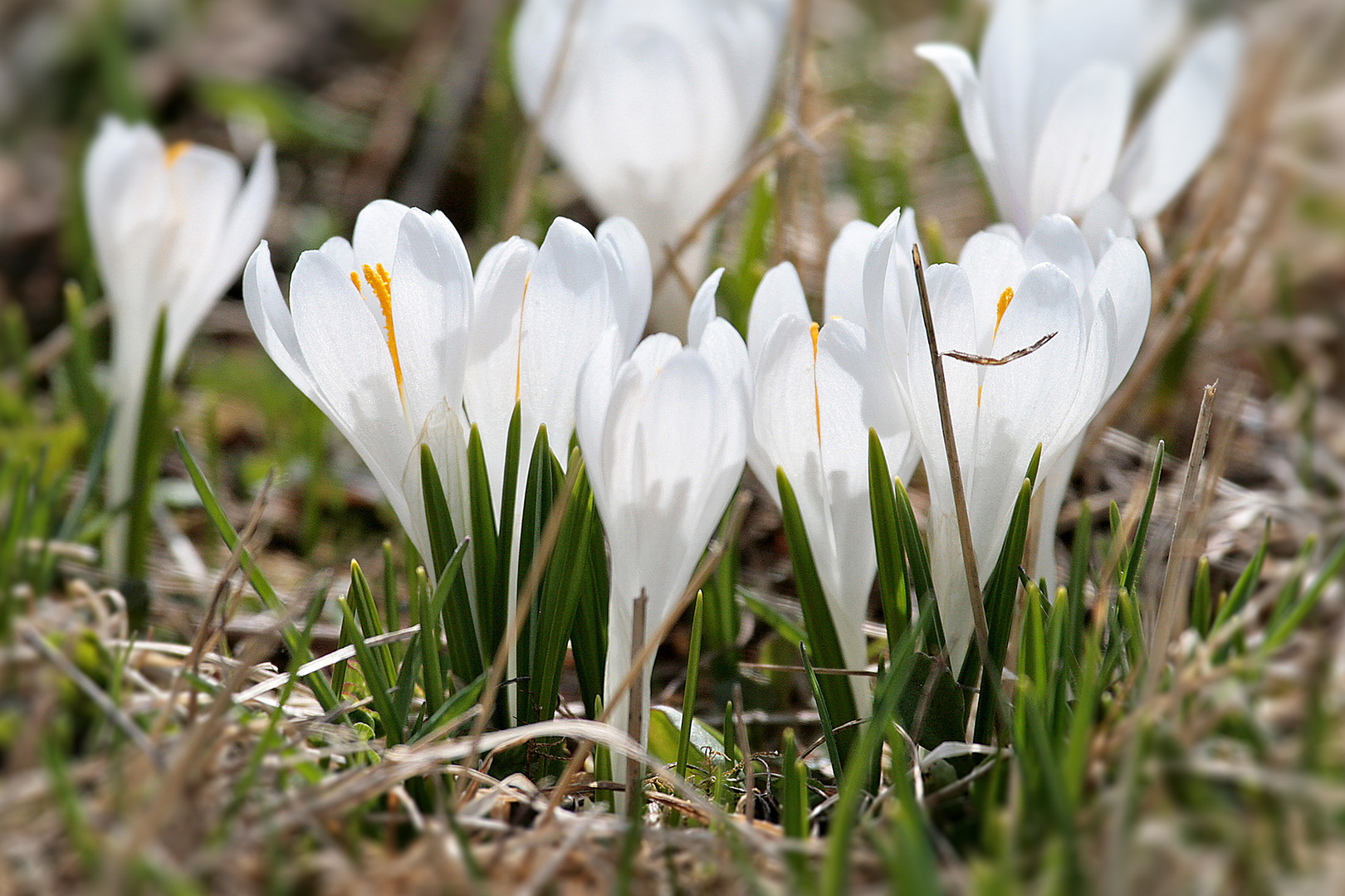 ganz in Weiß....ein Blumenstrauß