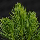 Ganz junge Fichtentriebe (Picea glauca var. albertiana 'Conica')