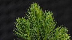 Ganz junge Fichtentriebe (Picea glauca var. albertiana 'Conica')