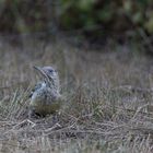 Ganz junger Grünspecht (Picus viridis)