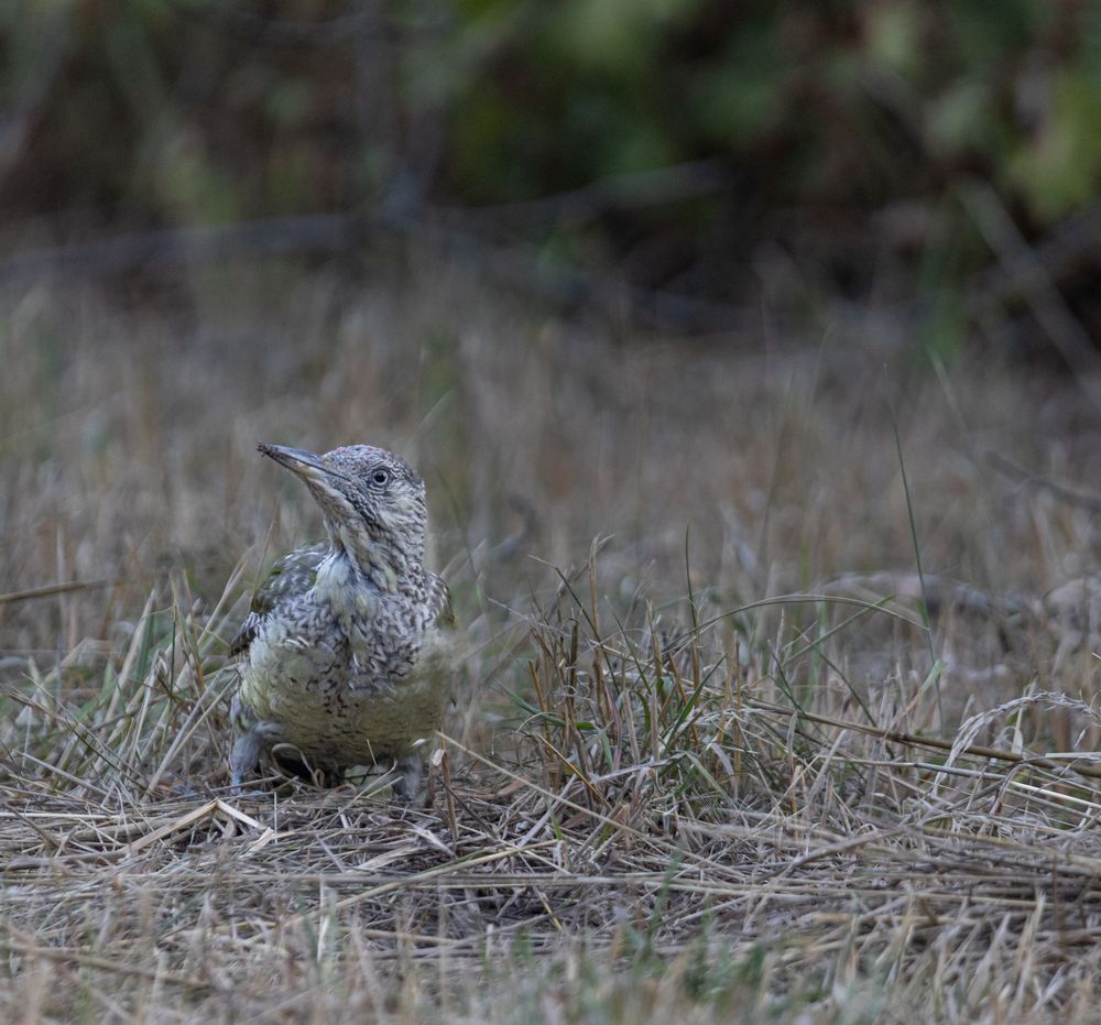 Ganz junger Grünspecht (Picus viridis)