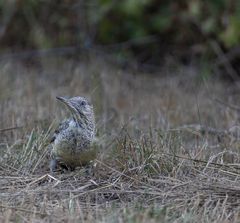 Ganz junger Grünspecht (Picus viridis)