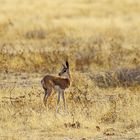 ganz junger Springbock