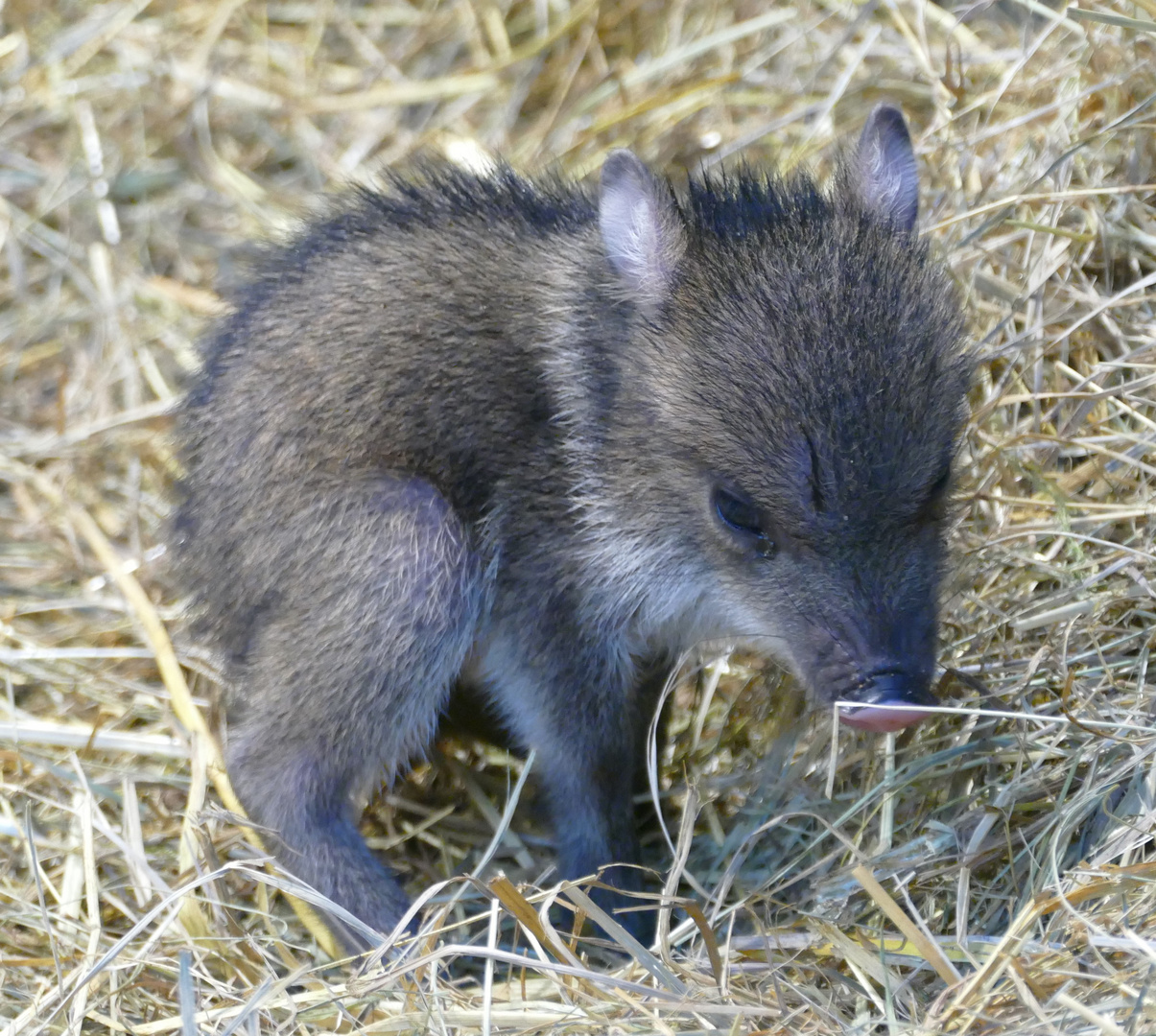 ganz junges Halsbandpekari im Wuppertaler Zoo 