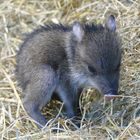 ganz junges Halsbandpekari im Wuppertaler Zoo 