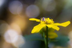 ... ganz Kavalier ...