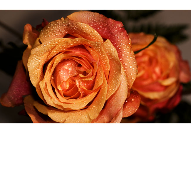 ganz klassisch: eine Rose ;-)