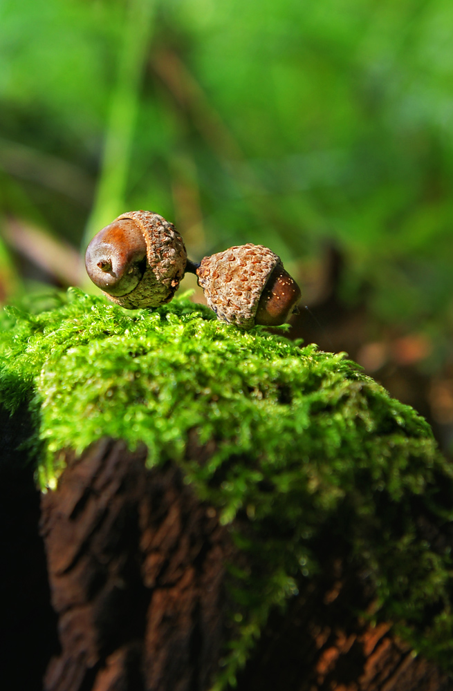 Ganz klein im großen Wald