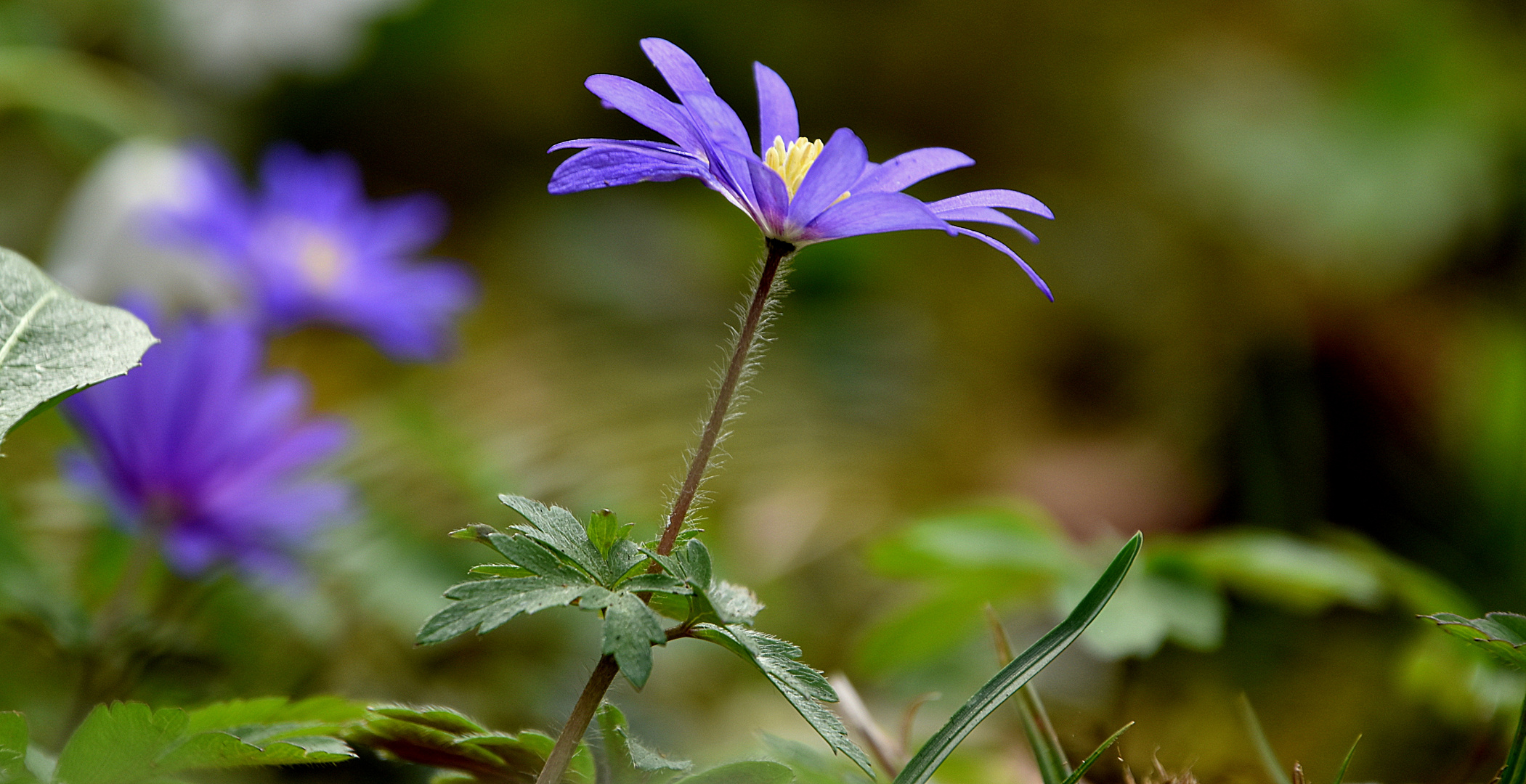 ....ganz kleine Anemone