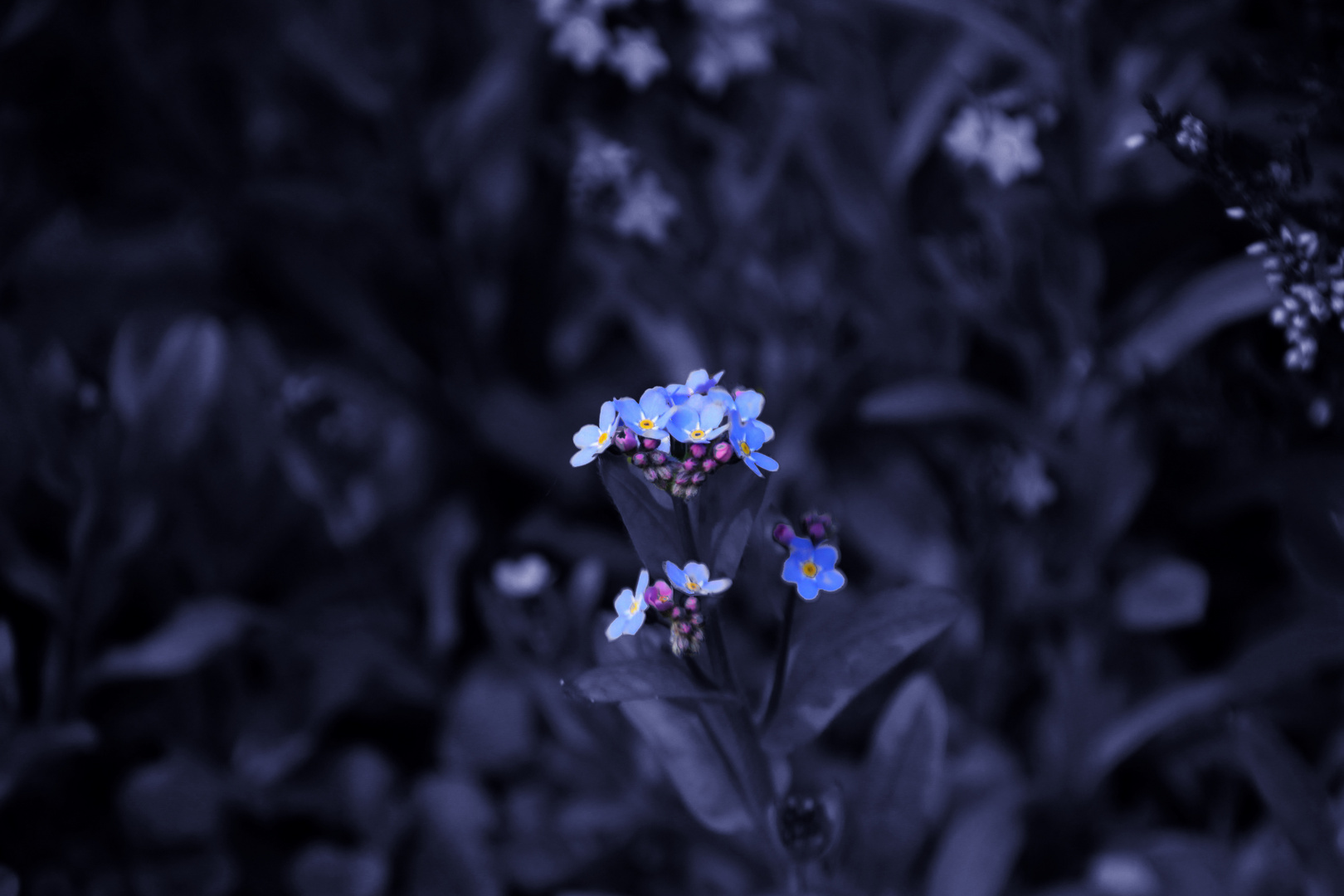 ganz kleine blaue Blüten