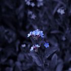 ganz kleine blaue Blüten