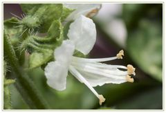 Ganz kleine Blüten