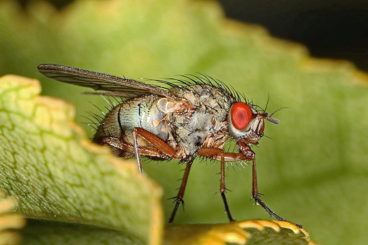 ganz kleine Fliege