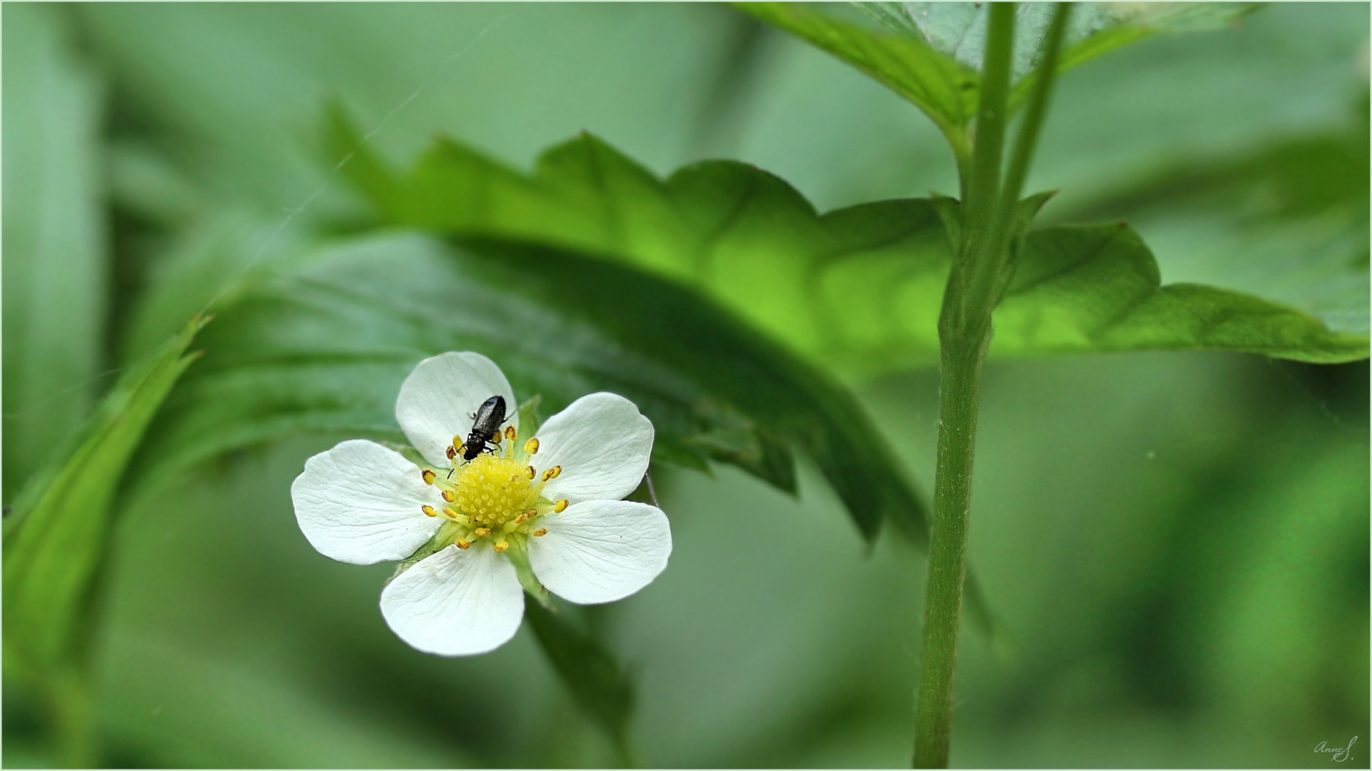 Ganz kleiner Besuch auf ganz kleiner Blume