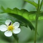 Ganz kleiner Besuch auf ganz kleiner Blume