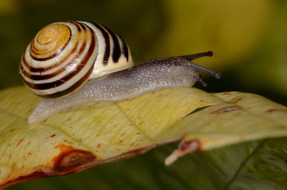 ganz langsam kommt der Herbst...