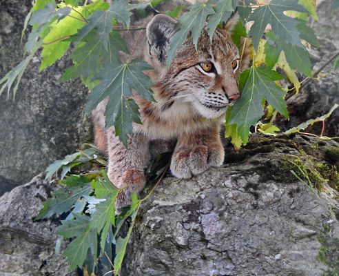 Ganz langsam ranschleichen und dann wieder spielen 