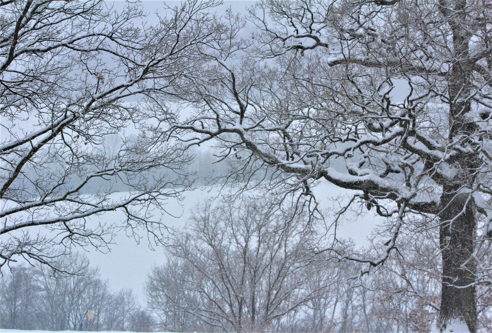 ganz leise,......  weiße Winterwelt  Eichenhain