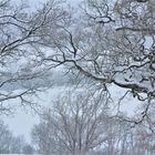 ganz leise,......  weiße Winterwelt  Eichenhain