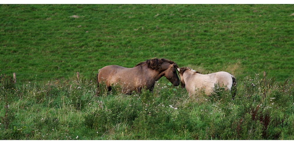 ganz lieb