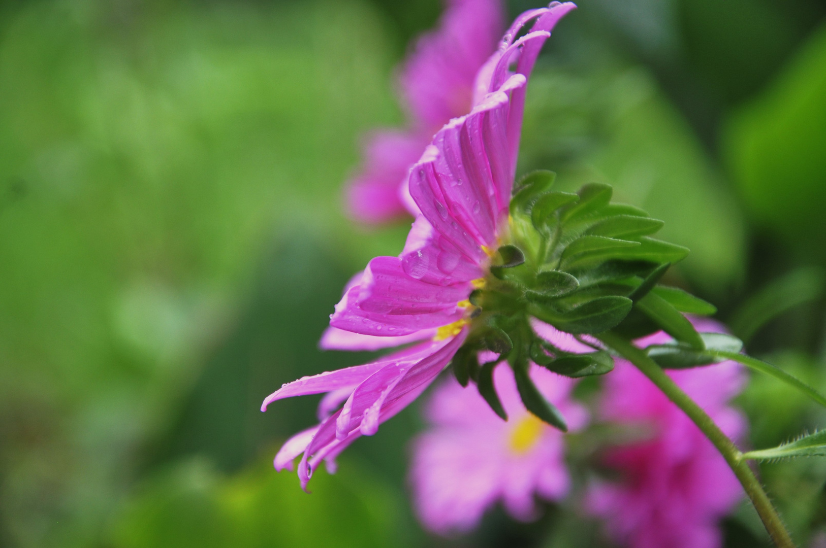 Ganz lieben Dank den 14 Menschen die meinem Foto der Mohnblüte im Voting   ein Pro gegeben haben