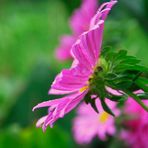 Ganz lieben Dank den 14 Menschen die meinem Foto der Mohnblüte im Voting   ein Pro gegeben haben